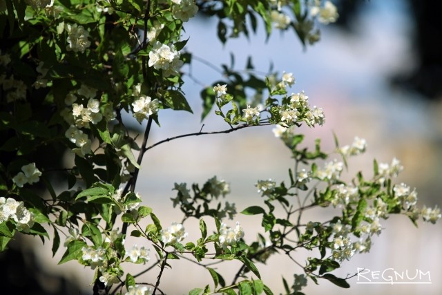 Региональный маткапитал в Петербурге разрешат тратить на домик в саду