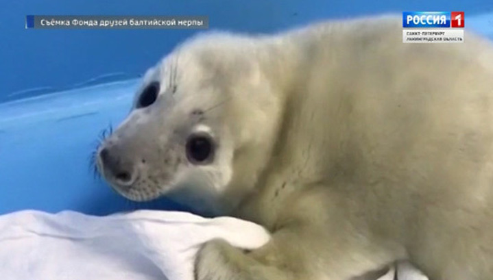 Детеныша балтийской нерпы спасли в Финском заливе