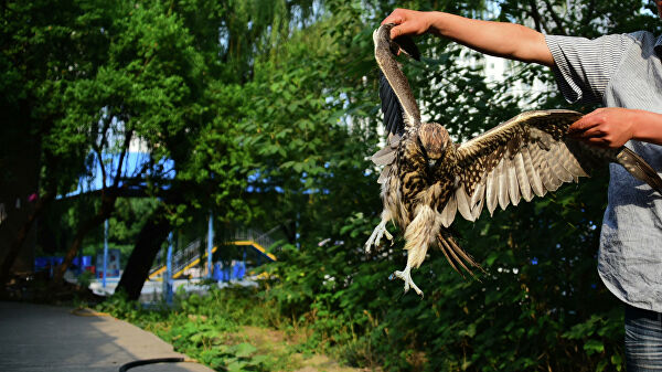 Выходец из Киева организовал в Крыму живодерский бизнес — кто ответит